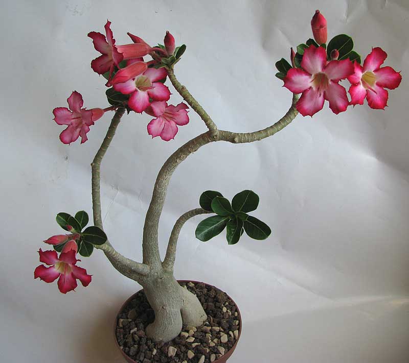 Plants On The Office Desk 