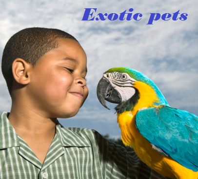 10 Exotic Pet Animals
