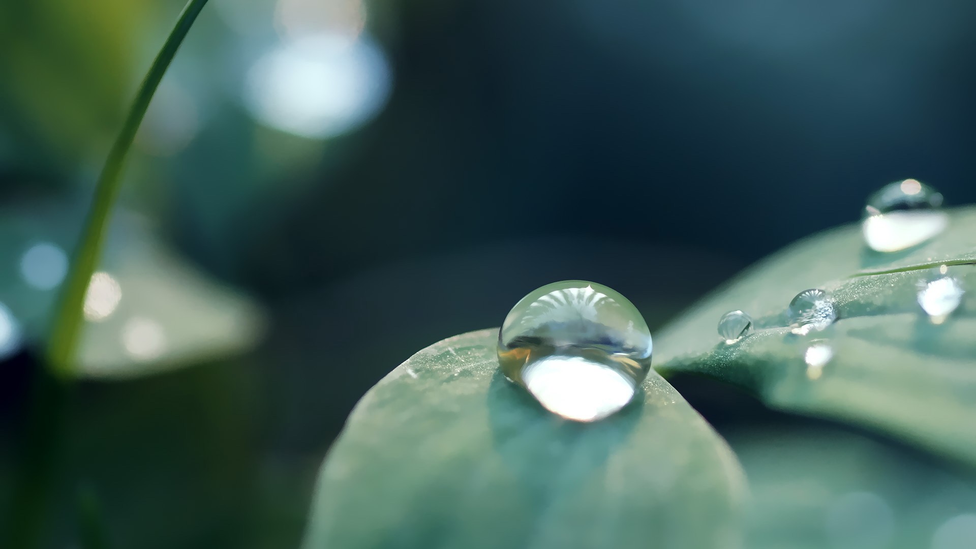 Best-Macro-Photography-Nature-Water-Drop-Wallpaper-HD