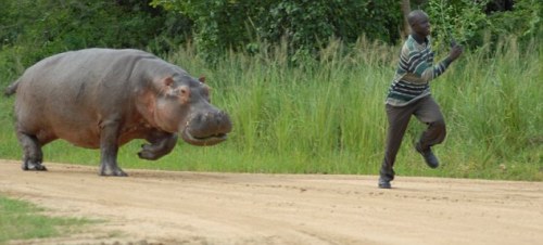 Hippopotamus chases man at Murchison Falls national park, Uganda