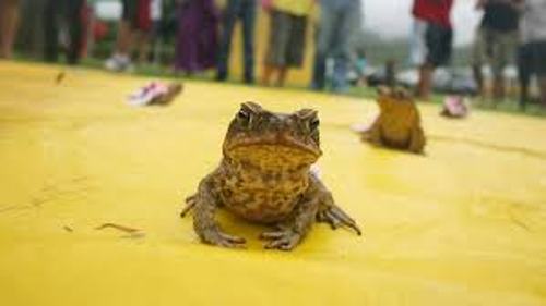 Toad races 3