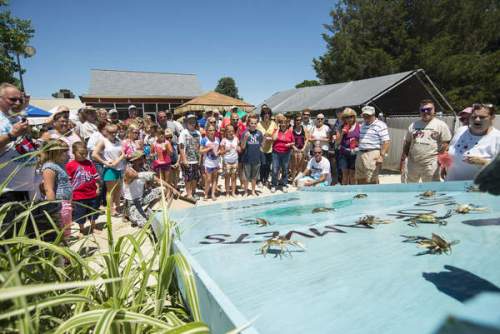 goaBlue crab races 1