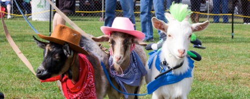 goat races trinidad 1