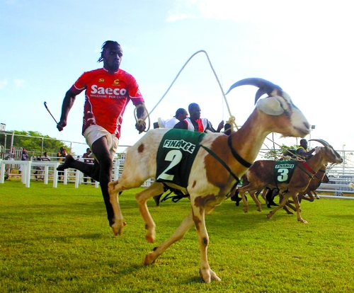 goat races trinidad 2