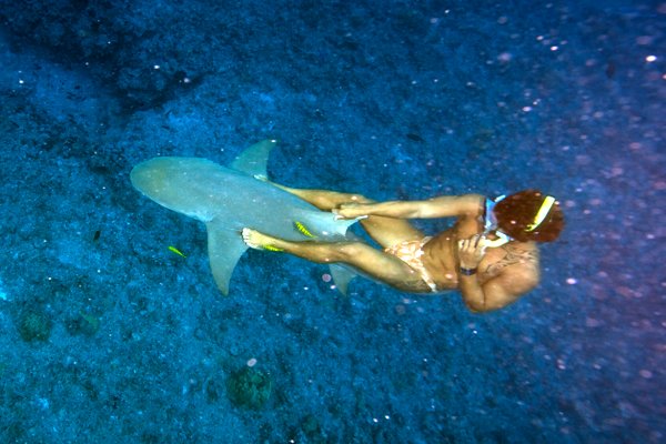 Нападение мальдивы. Рифовые акулы на Мальдивах. Нападение акул на Мальдивах. Акула нянька. Маленькие акулы на Мальдивах.