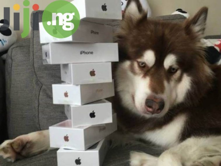 The Son Of Chinese Billionaire Buys 8 iPhone 7 For His Dog!