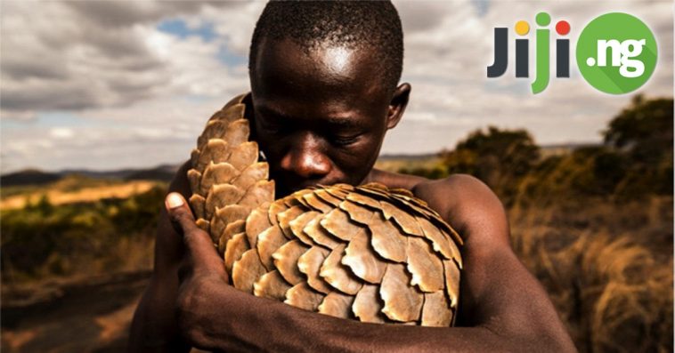 Everything You Wanted To Know About The Pangolin!