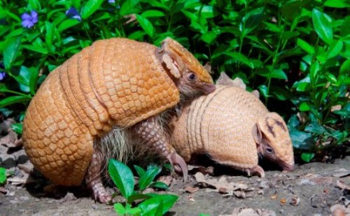 Everything You Wanted To Know About The Pangolin! | Jiji Blog