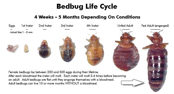 bedbug lifecycle