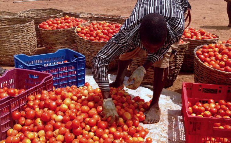 Tomato Farming In Nigeria: How To Start Successful Business | Jiji Blog