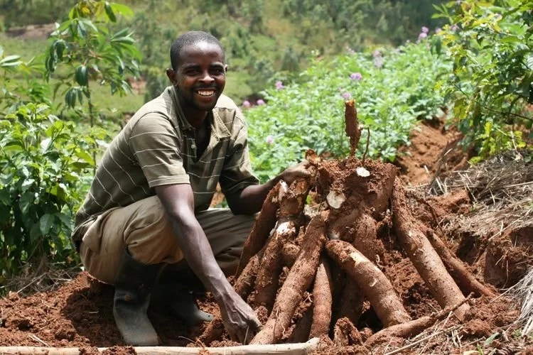 Cassava Farming