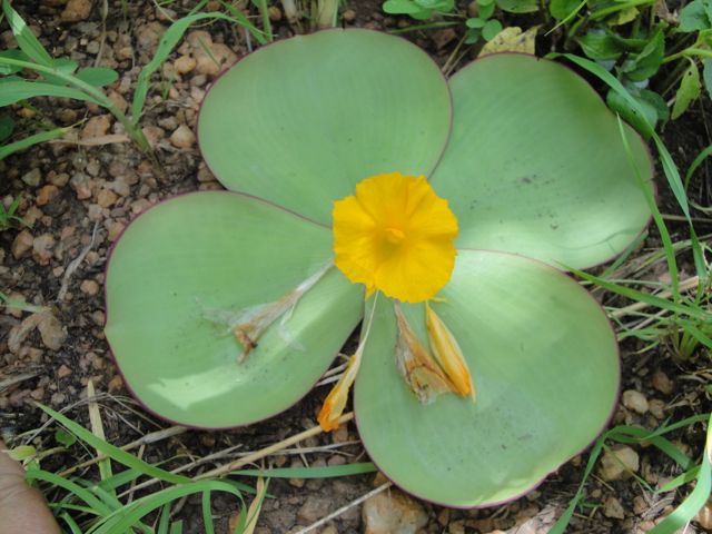 Nigerian national flower