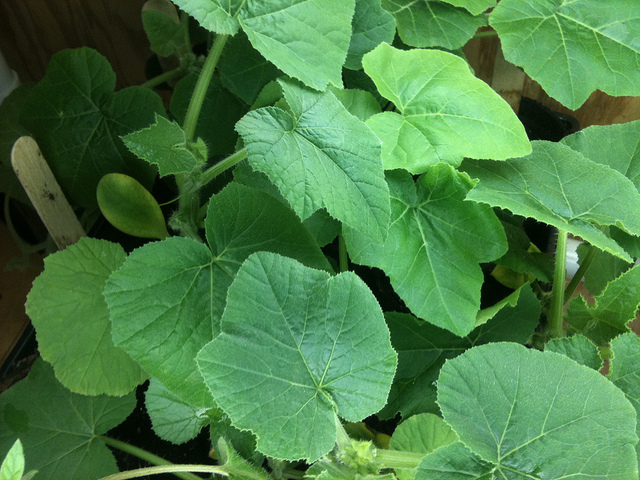 health-benefits-of-pumpkin-leaves-jiji-blog