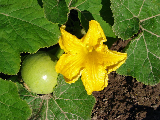 health-benefits-of-pumpkin-leaves-jiji-blog