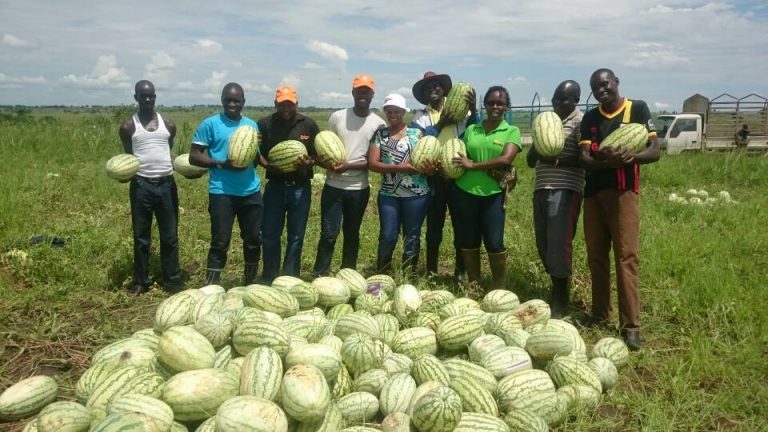 watermelon business plan in nigeria