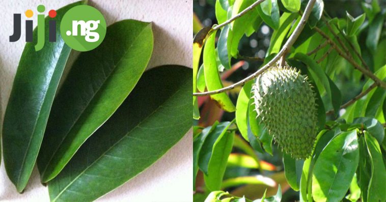 Health Benefits Of Soursop Leaves You Wouldn’t Expect Of Them