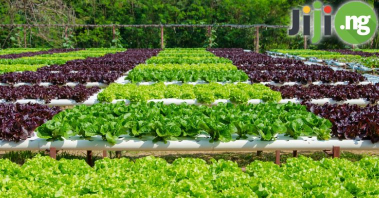 Hydroponic Farming – How To Start Your Own Business