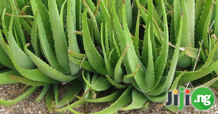 Health Benefits Of Aloe Vera You Didn’t Know About
