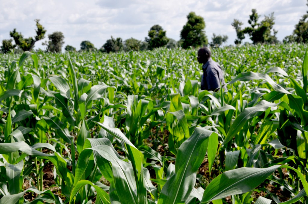 Agro business in Nigeria