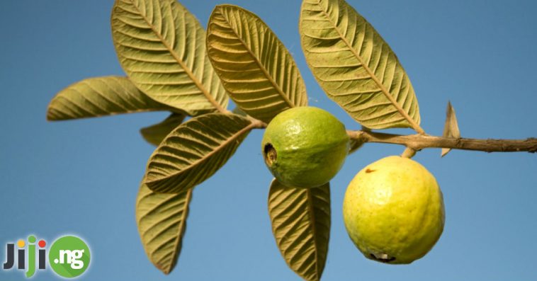 Benefits Of Guava Leaves For Your Health And Body