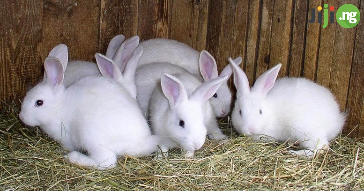 rabbit farming