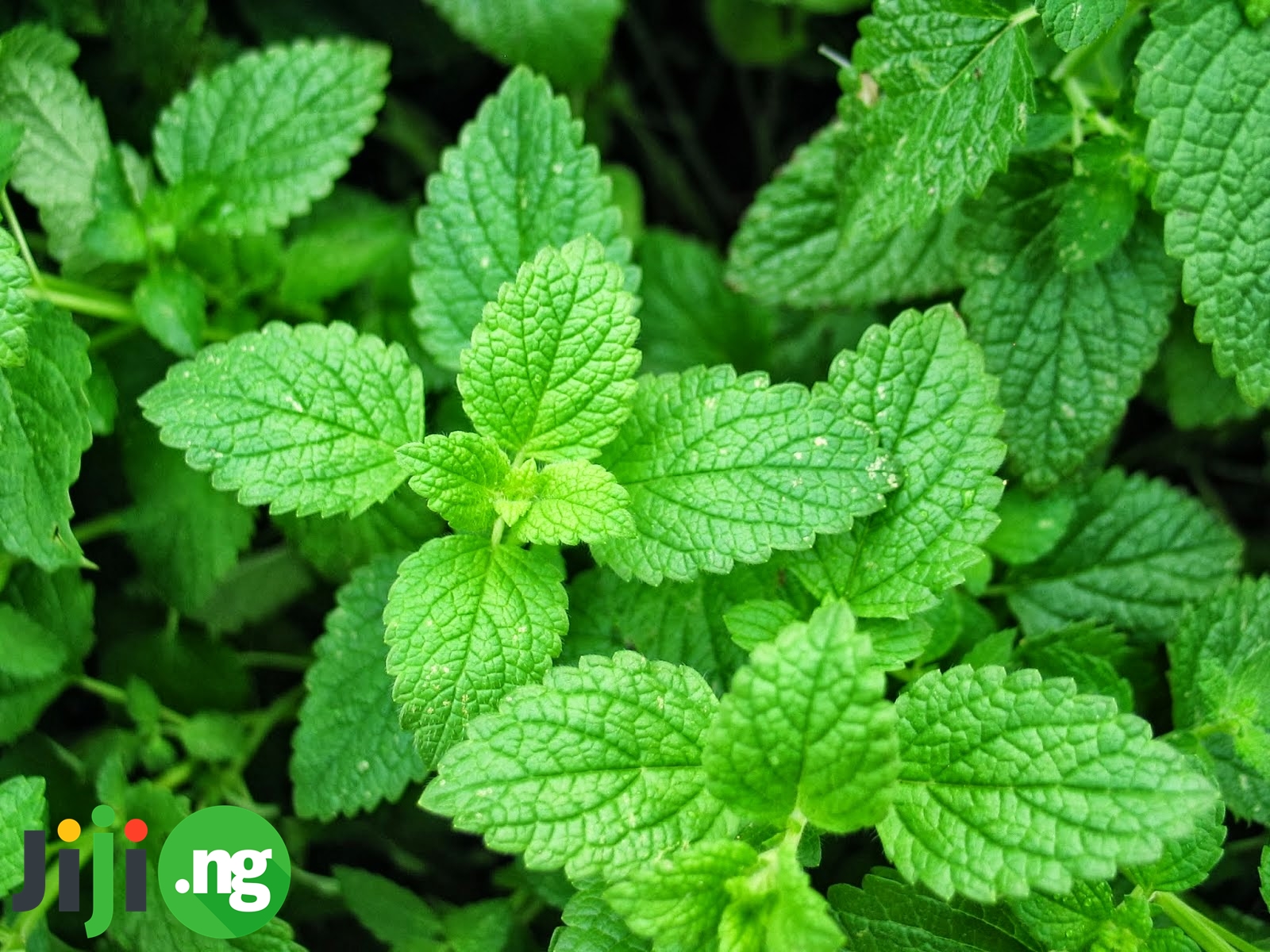 Benefits Of Mint Leaves Jiji Blog