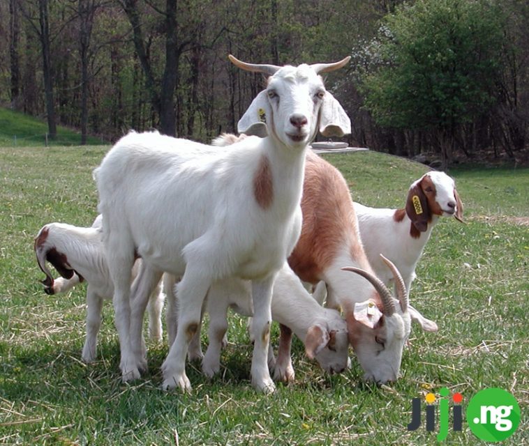 goat-farming-in-nigeria-the-basics-jiji-blog