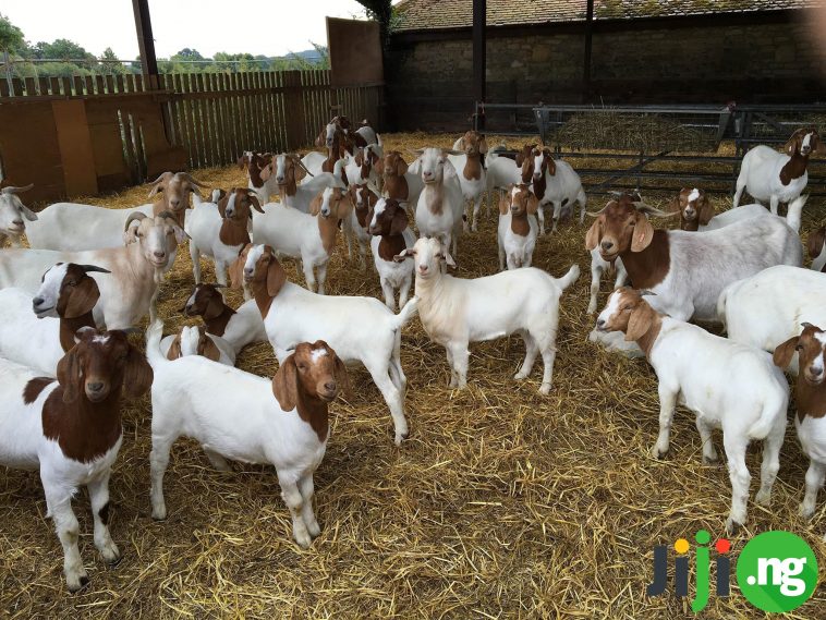 business plan on goat farming in nigeria