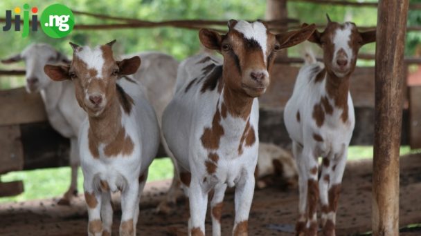 goat-farming-in-nigeria-the-basics-jiji-blog