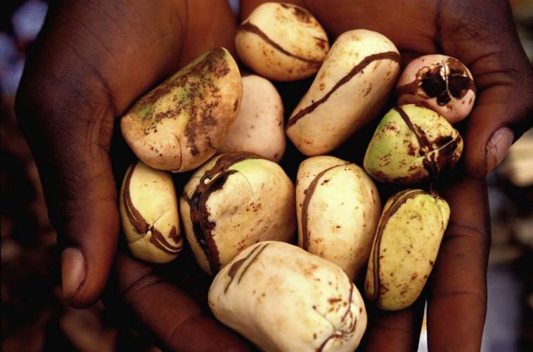 bitter-kola-nut-and-diabetes-does-it-work-jiji-blog