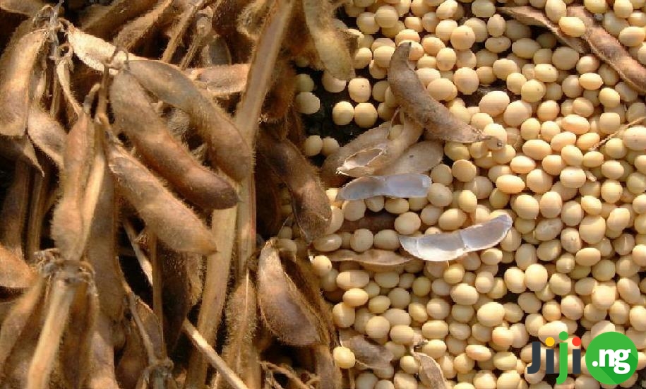 soya beans farming 