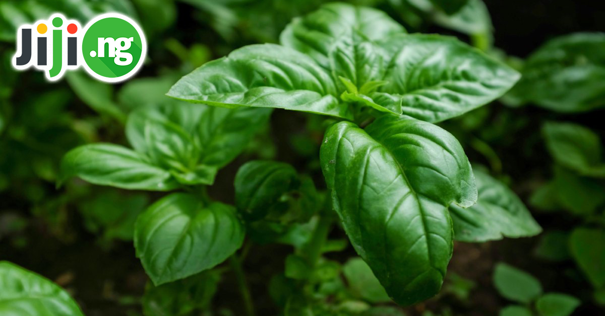 scent leaf benefits