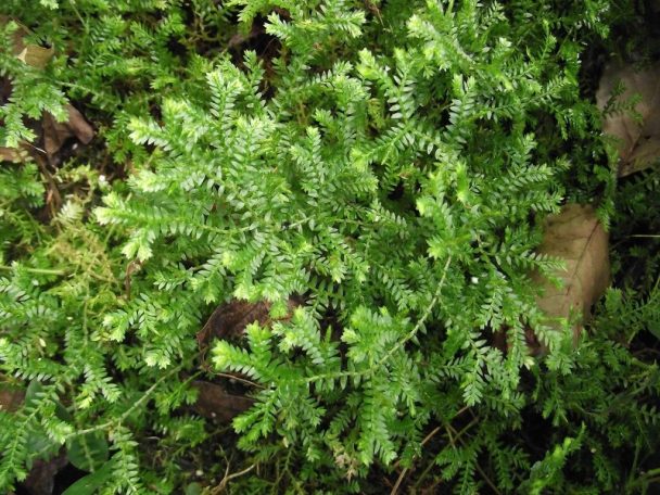 Weeds And Their Botanical Names In Nigeria | Jiji Blog