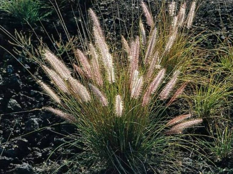 weeds-and-their-botanical-names-in-nigeria-jiji-blog