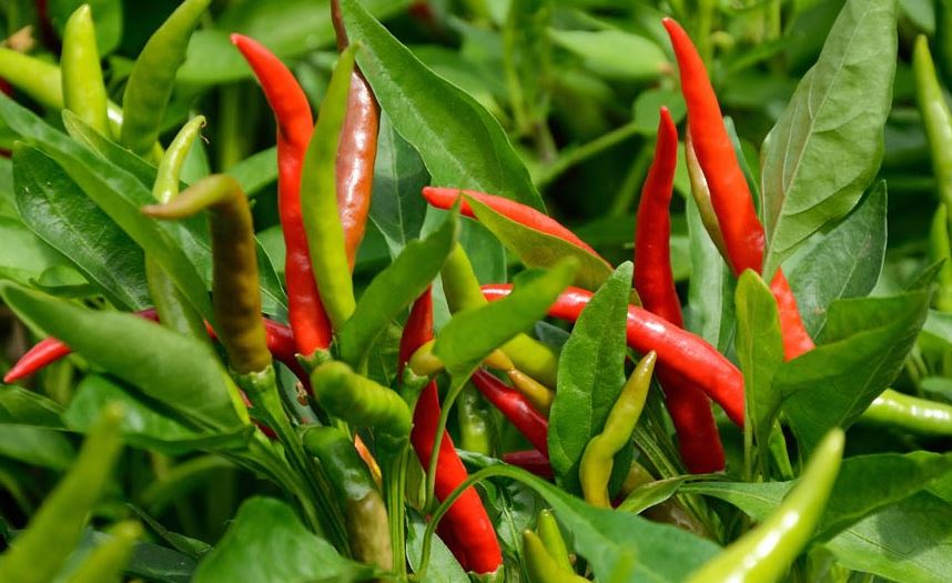 pepper farming business plan in nigeria