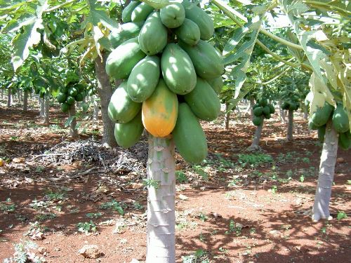 papaya production 