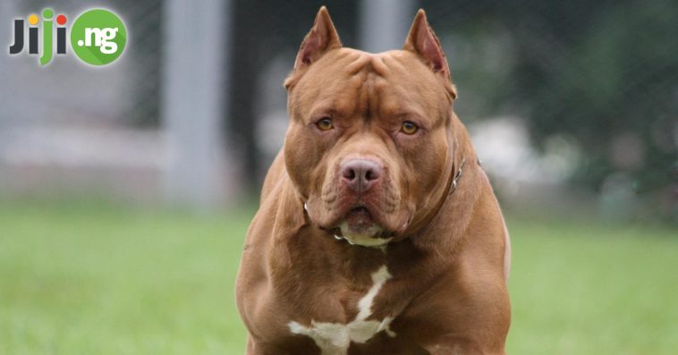 Top 10 Banned Dog Breeds