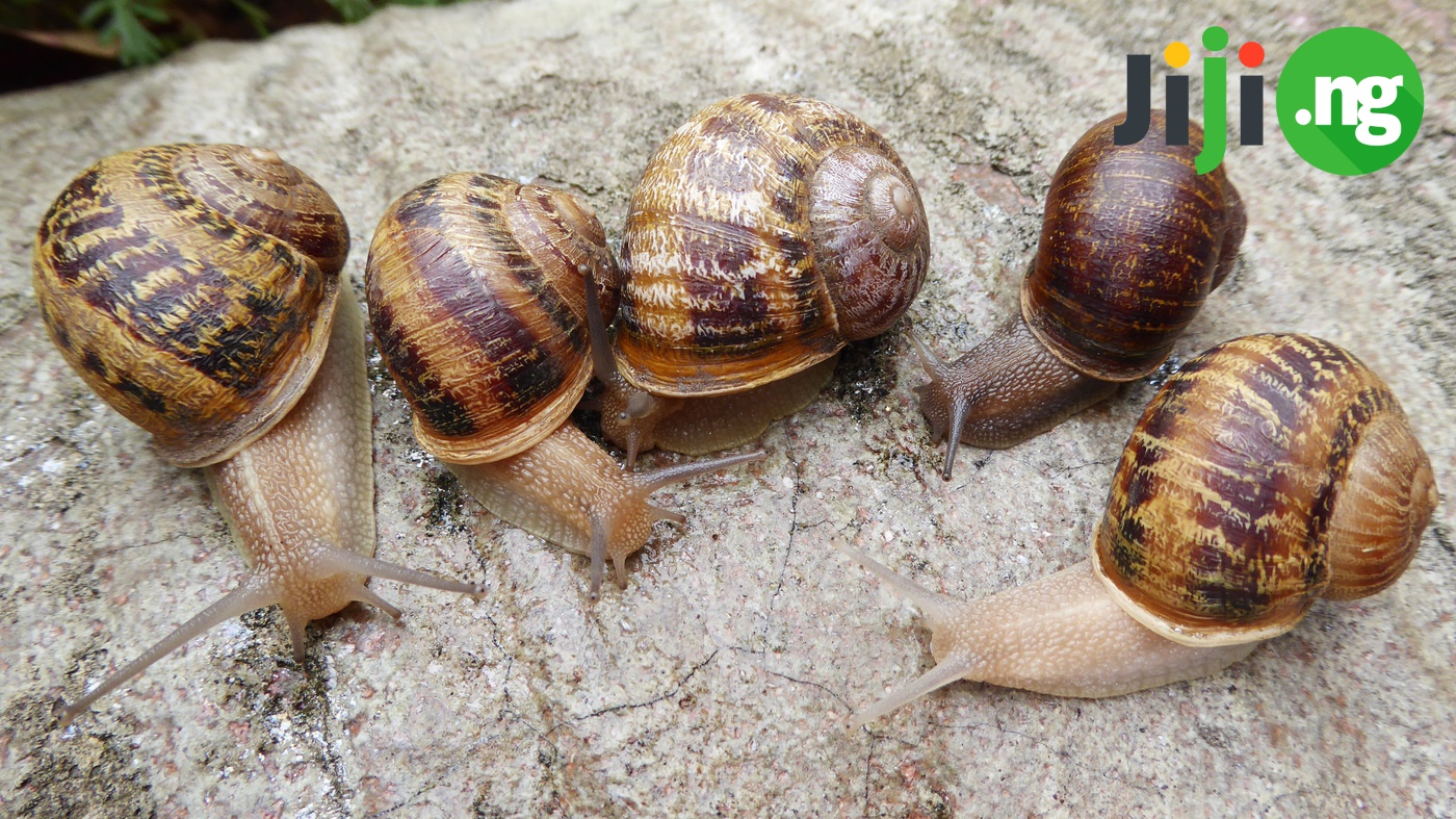 how to hatch snail eggs