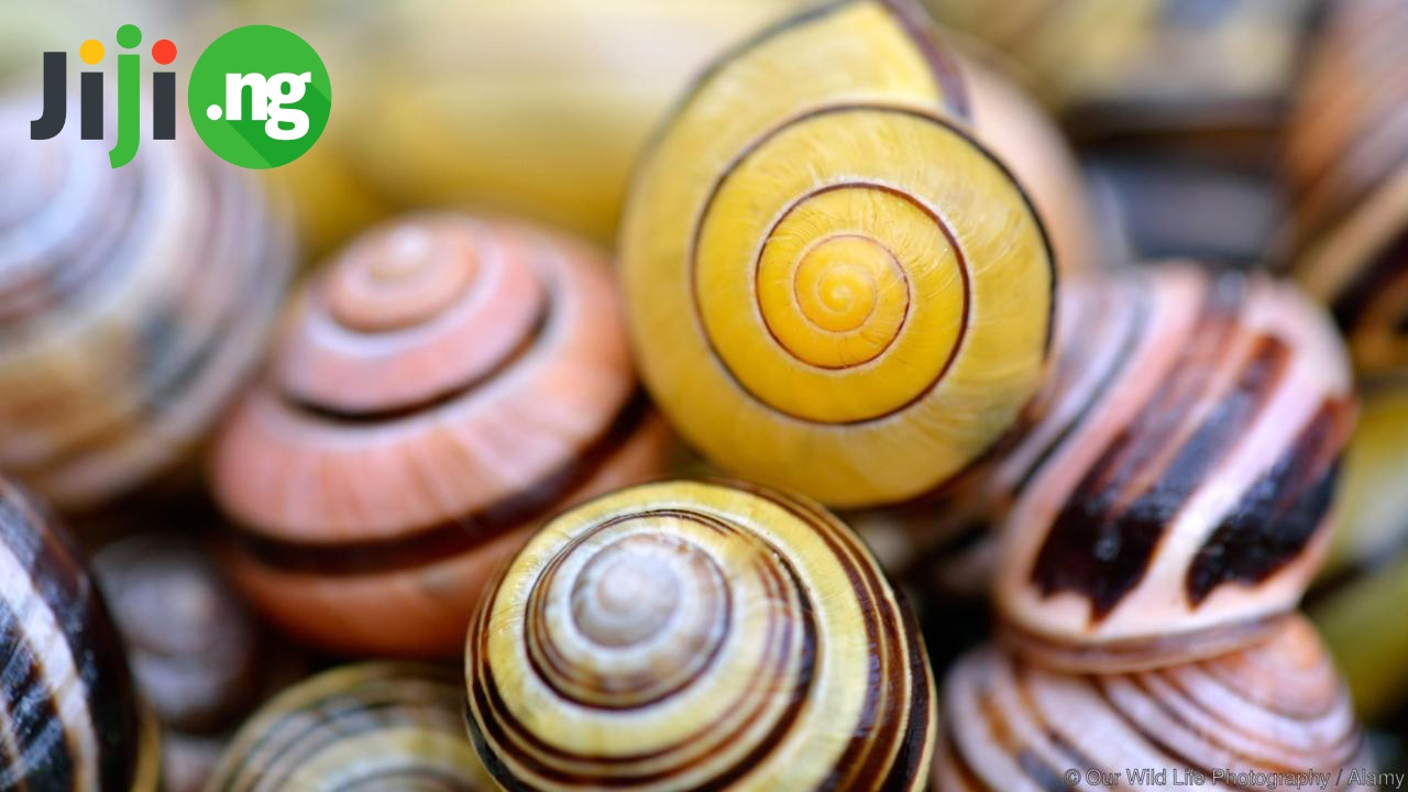 how to hatch snail eggs