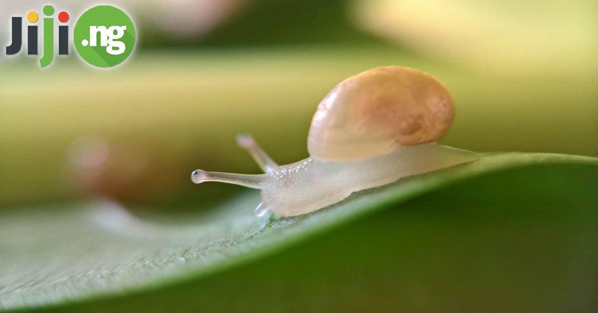 How to hatch snail eggs