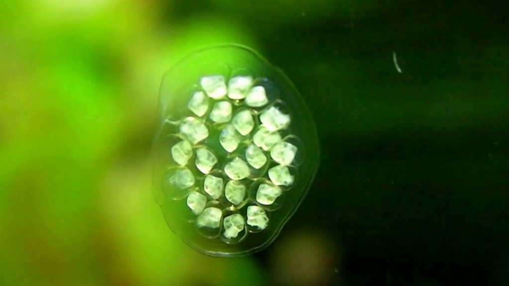 How to hatch snail eggs