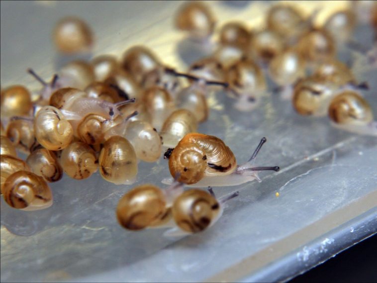 How To Hatch Snail Eggs? Jiji Blog