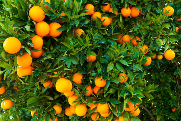 How lucrative is orange farming in Nigeria?