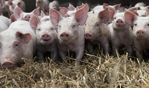 how lucrative is pig farming in nigeria 