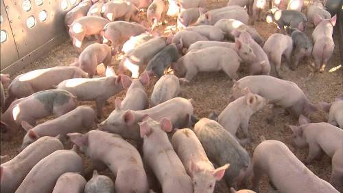 ost of starting a pig farm in nigeria