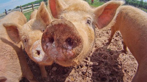 starting a pig farm in nigeria 