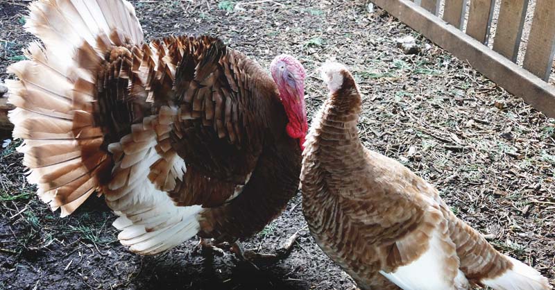 Turkey farming in Nigeria