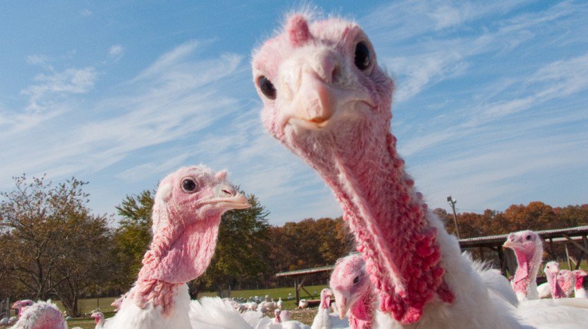 Turkey farming in Nigeria