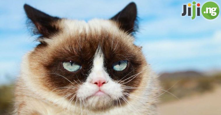 Grumpy Cat Has Died Aged 7