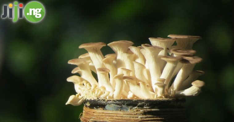 Mushroom farming in Nigeria